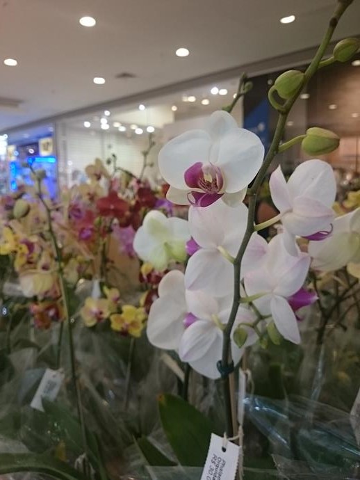 Orquideas. Patio Alcantara