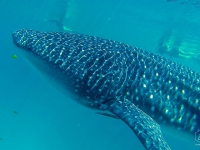 Ningaloo-Reef-WA__880