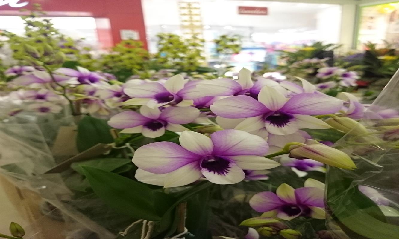 8ª Mostra de Orquídeas