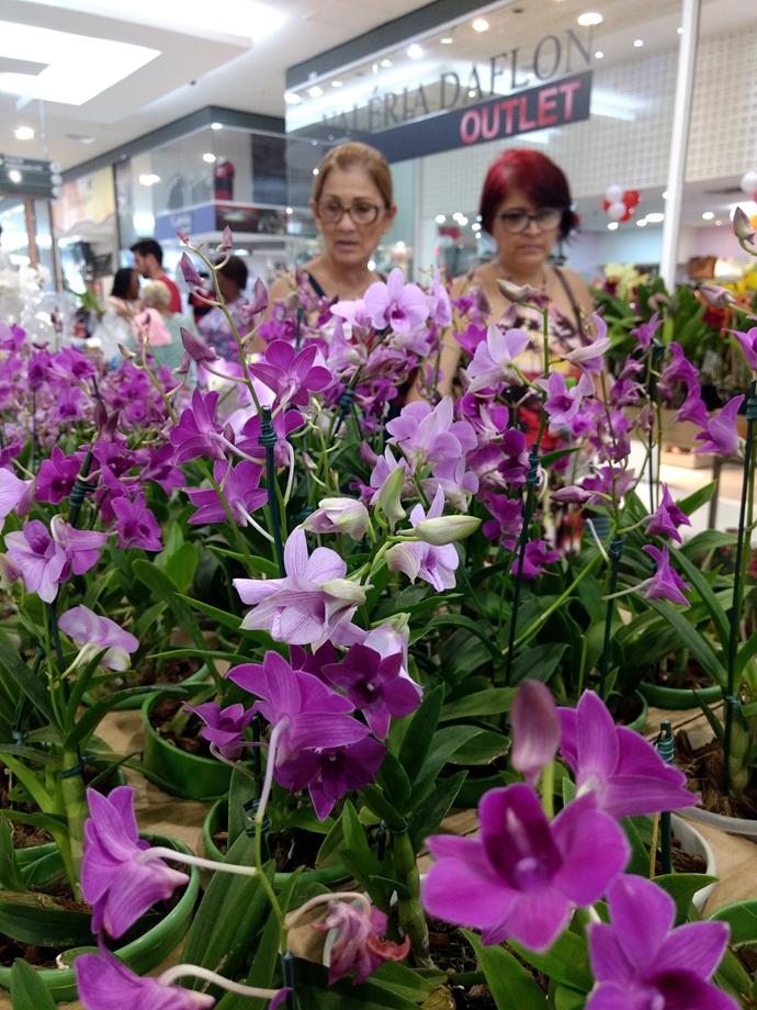 Mostra de Orquídeas - Pátio Alcântara