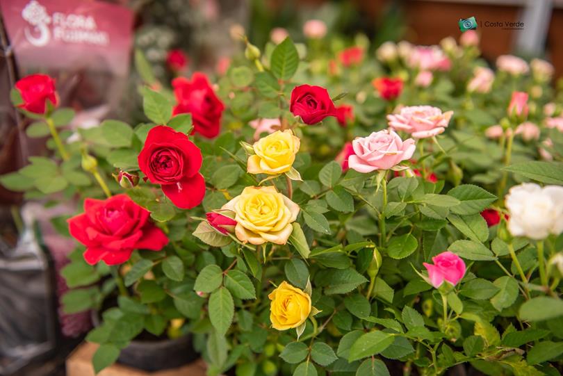 Pátio Alcântara promove Festival das Flores no Mês da Mulher