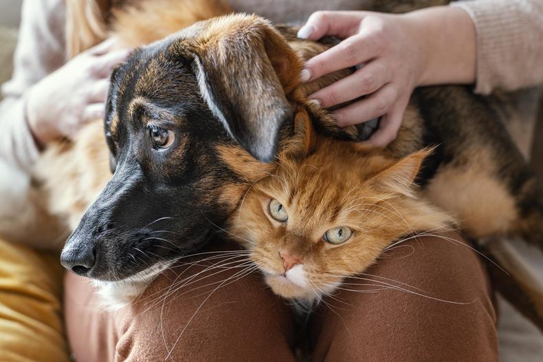 Adoção de cães e gatos