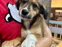 Multicenter Itaipu recebe Feira de Adoção Pet