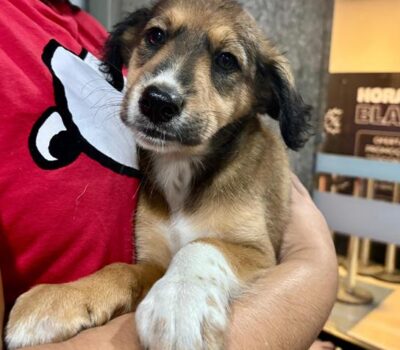 Multicenter Itaipu recebe Feira de Adoção Pet