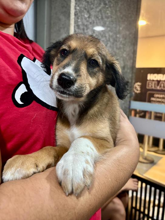 Multicenter Itaipu recebe Feira de Adoção Pet